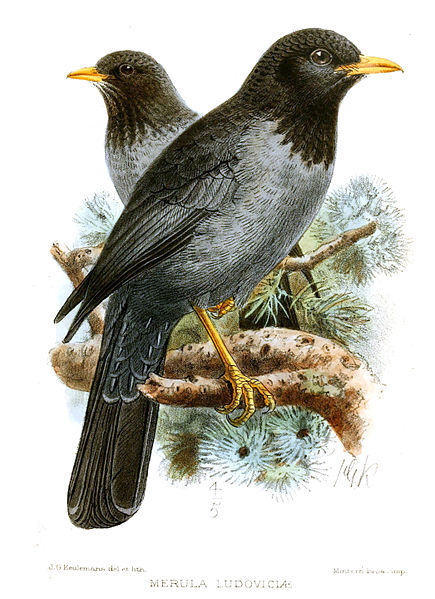 Turdus ludoviciae