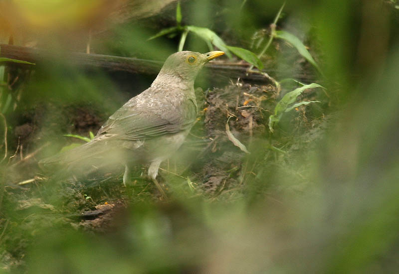 Turdus maculirostris
