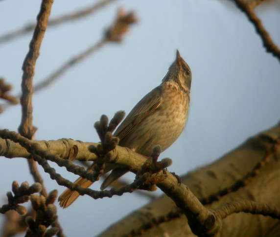 Turdus naumanni