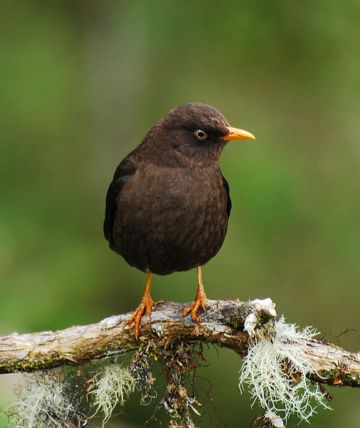Turdus nigrescens