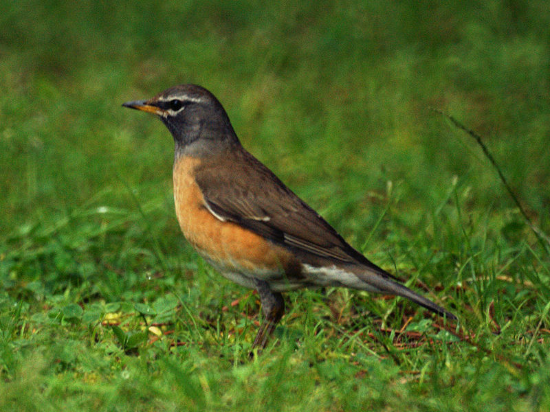 Turdus obscurus