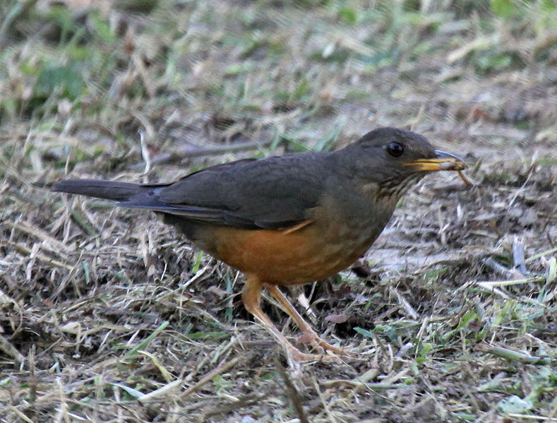 Turdus olivaceus