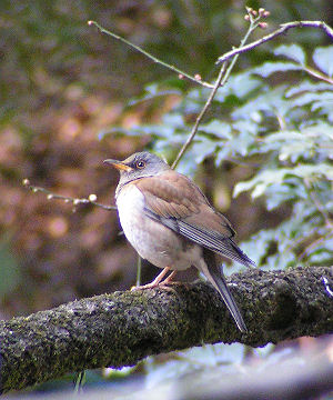 Turdus pallidus