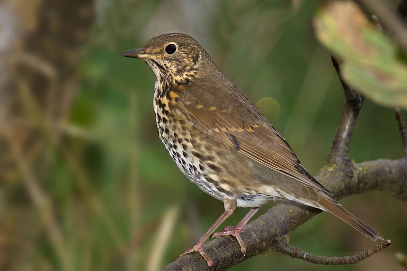Turdus philomelos