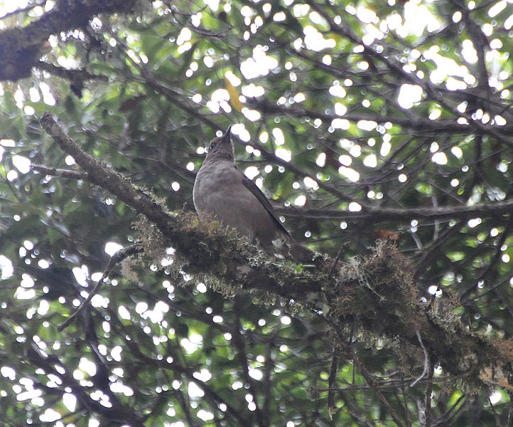 Turdus plebejus
