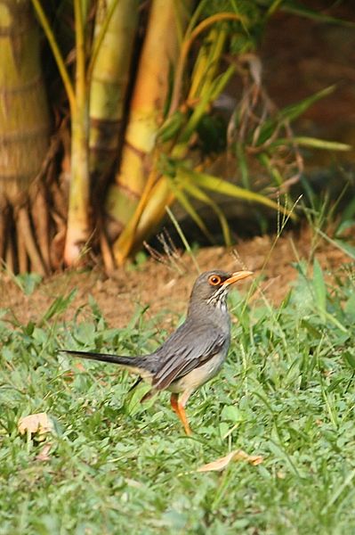 Turdus plumbeus