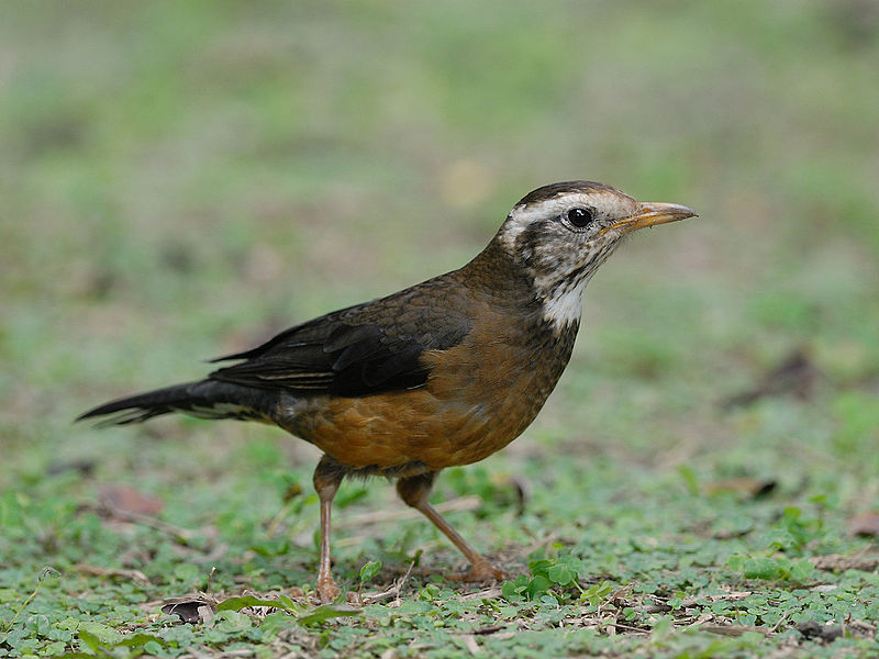 Turdus poliocephalus