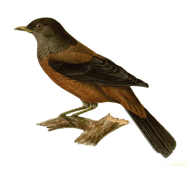 Turdus rubrocanus