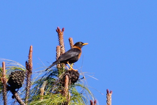 Turdus rufitorques