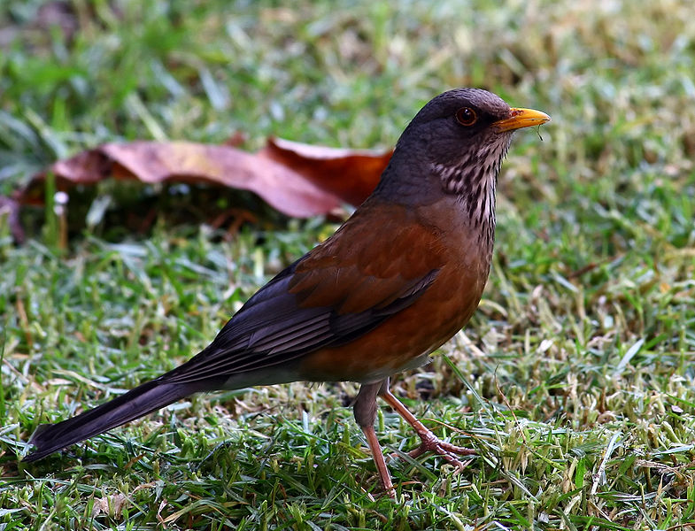 Turdus rufopalliatus