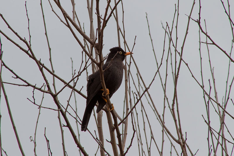 Turdus serranus