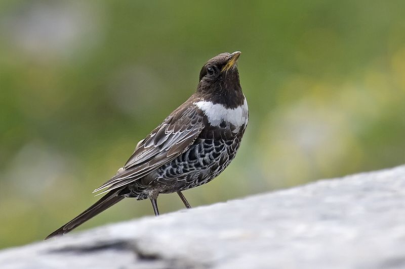 Turdus torquatus