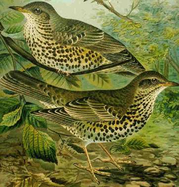 Turdus viscivorus