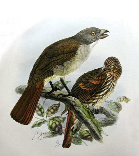 Turnagra capensis