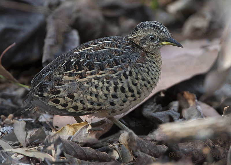 Turnix maculosus