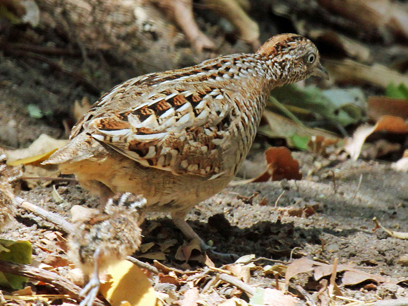 Turnix nigricollis