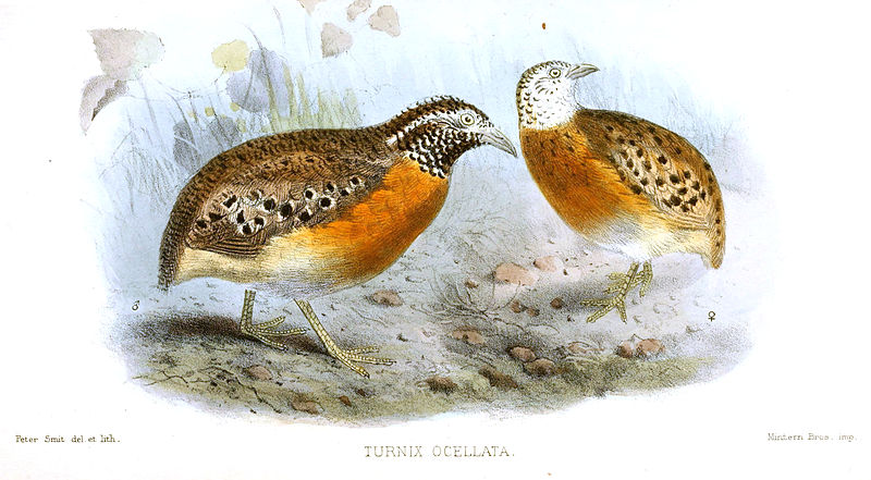 Turnix ocellatus