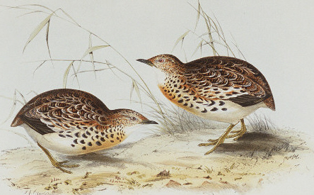 Turnix sylvaticus