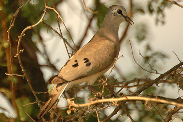 Turtur abyssinicus