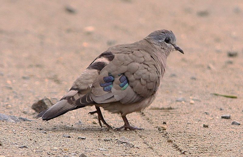 Turtur chalcospilos
