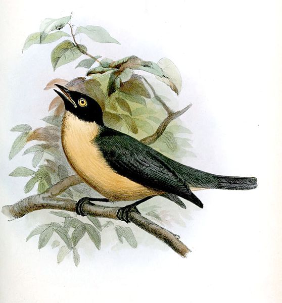 Tylas eduardi