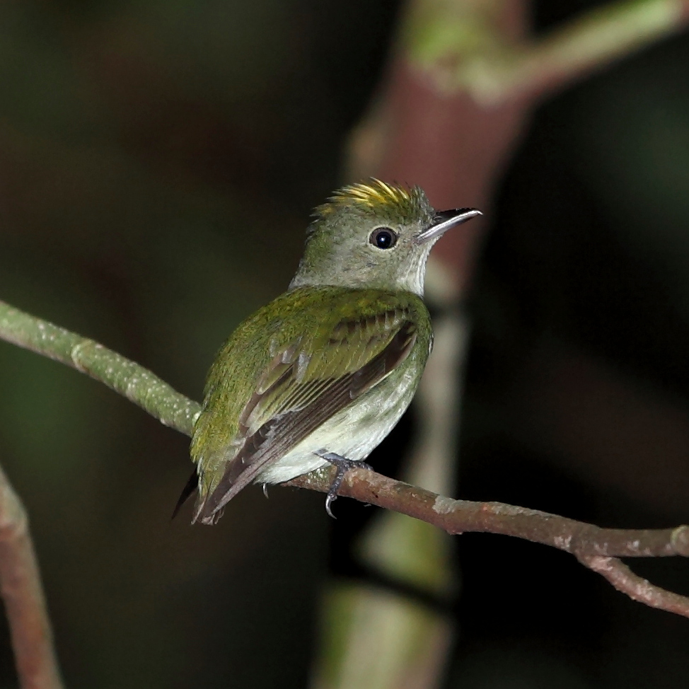 Tyranneutes virescens