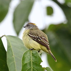 Tyrannulus elatus
