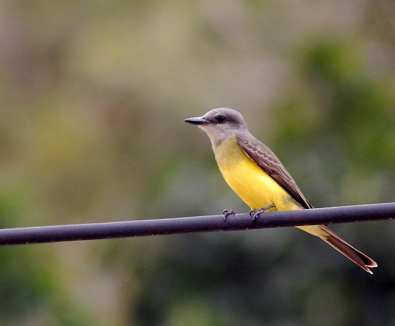 Tyrannus albogularis
