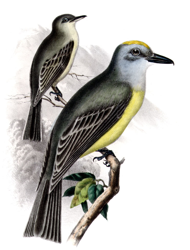 Tyrannus couchii