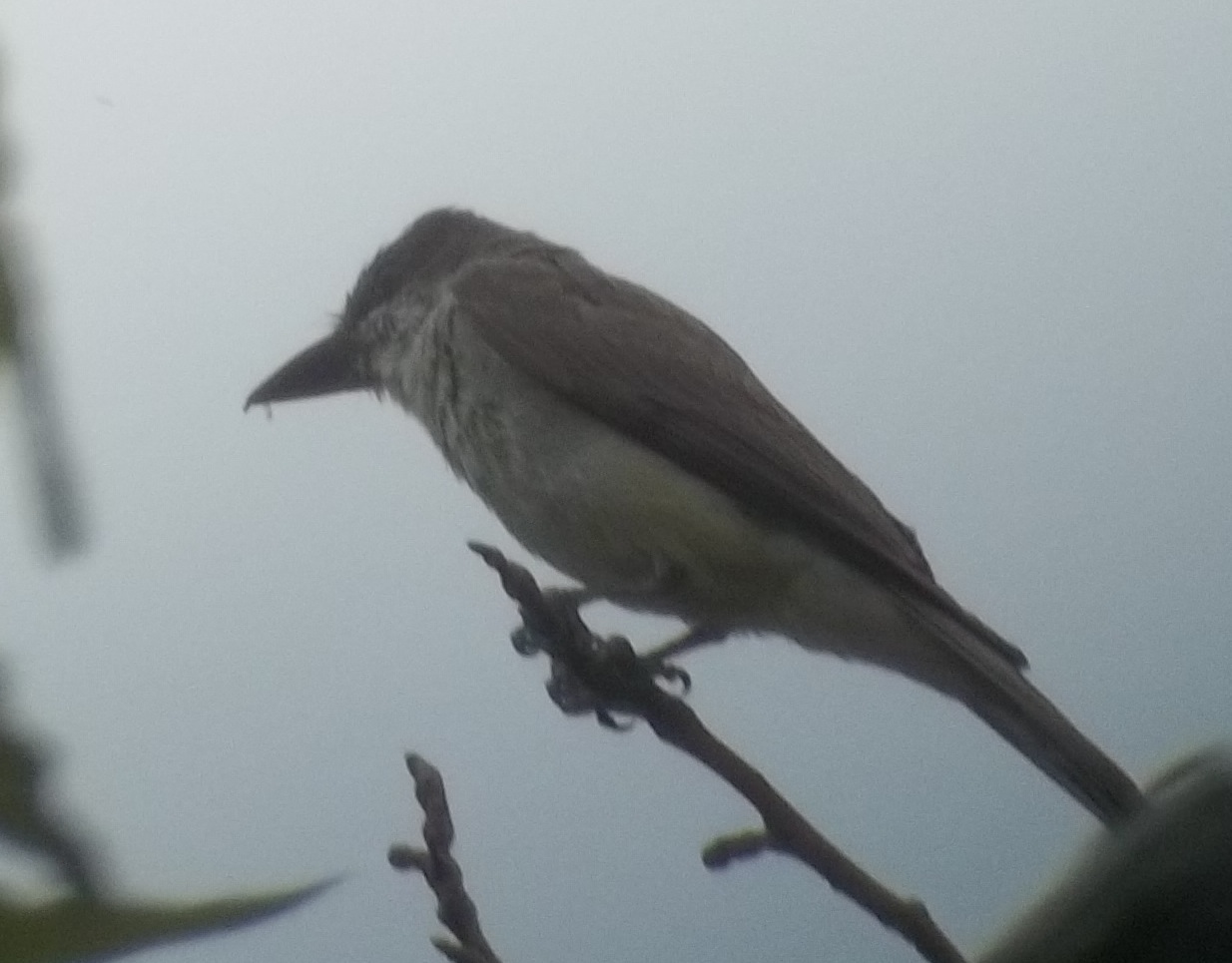 Tyrannus crassirostris