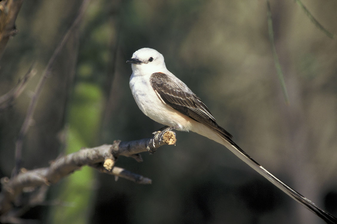 Tyrannus forficatus