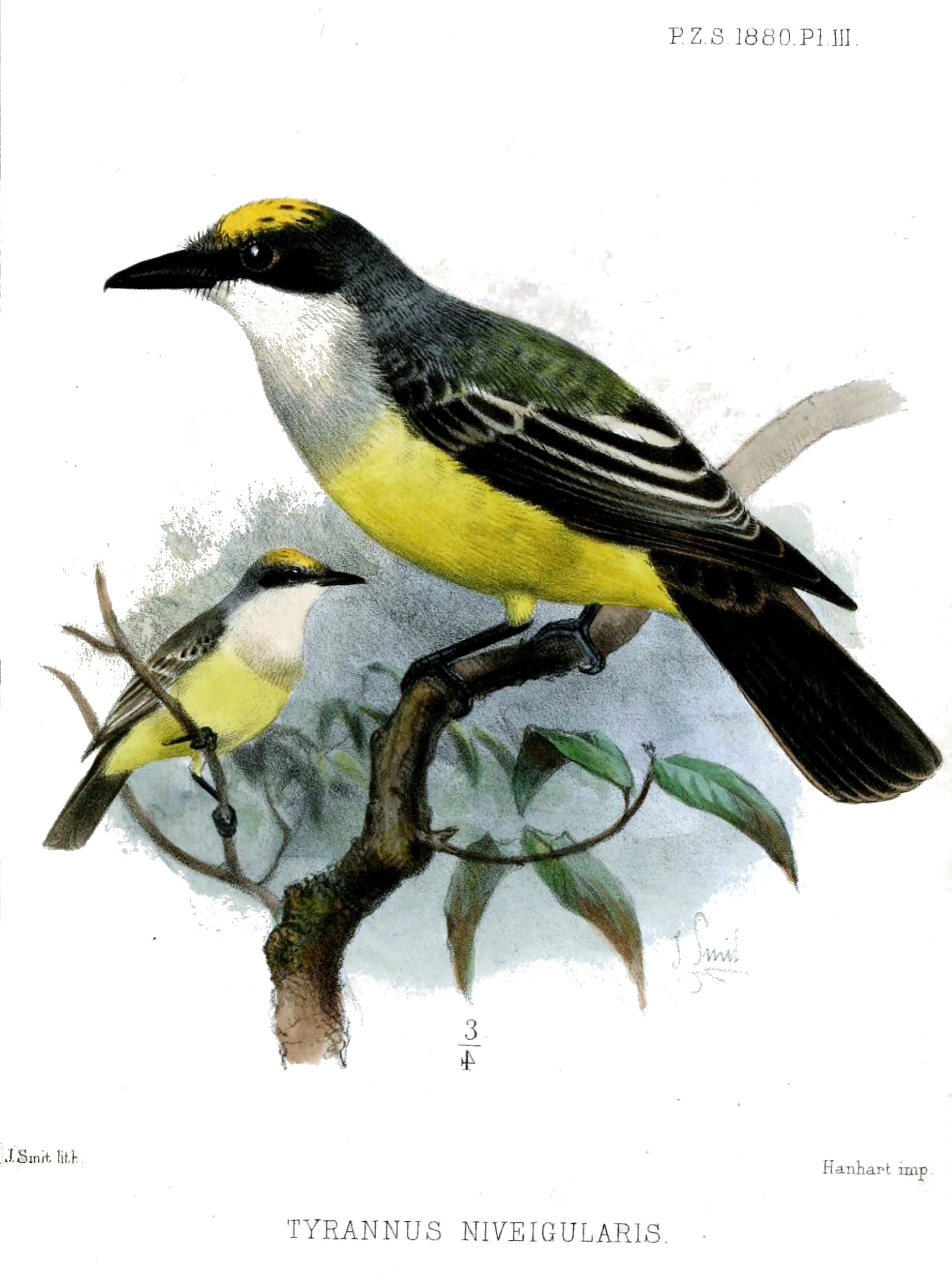 Tyrannus niveigularis
