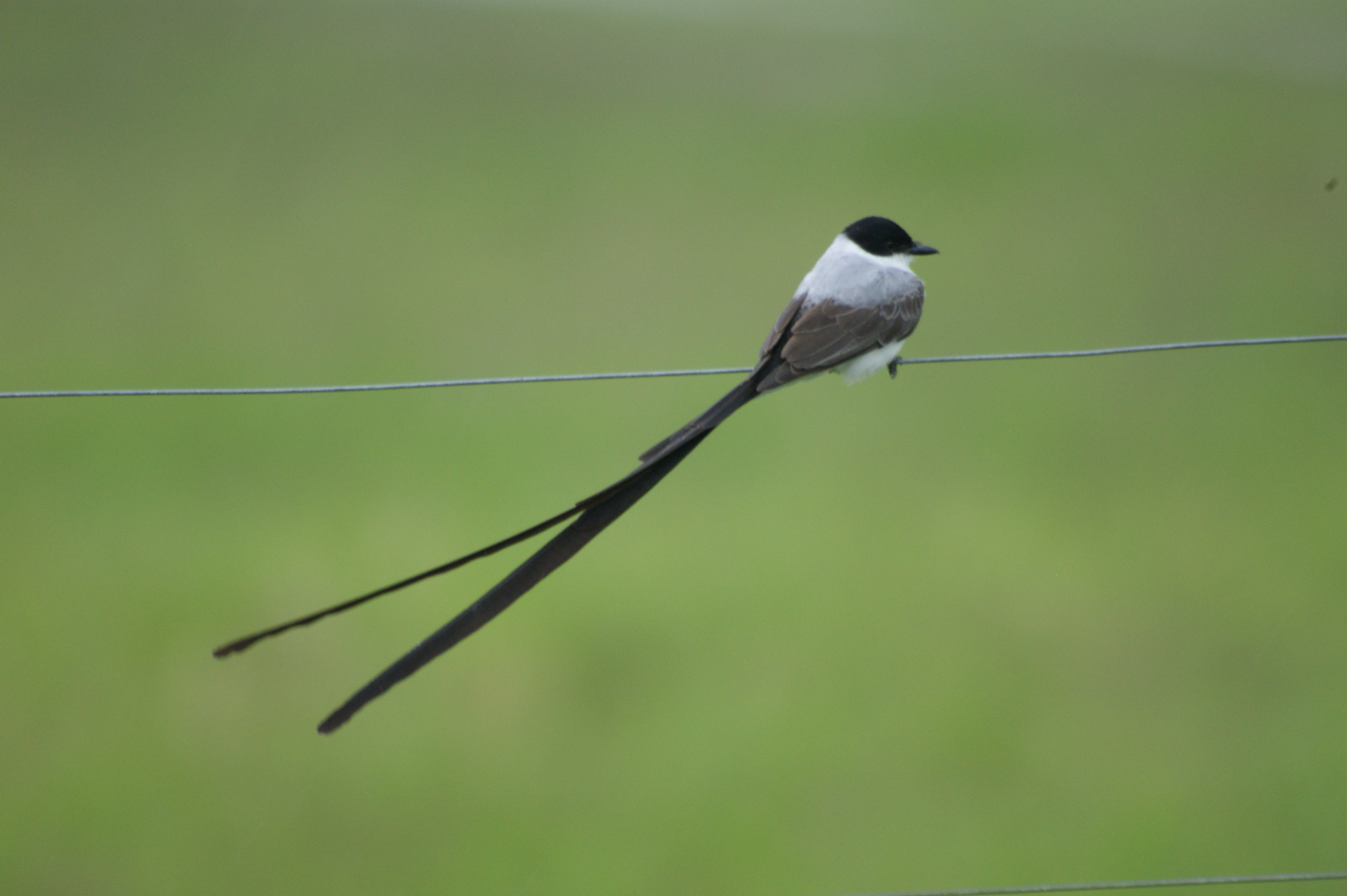 Tyrannus savana