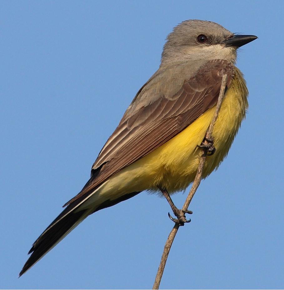 Tyrannus verticalis