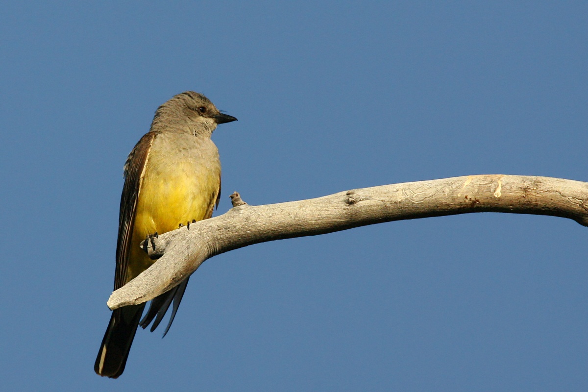 Tyrannus vociferans