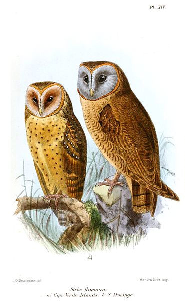 Tyto glaucops