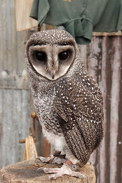 Tyto tenebricosa