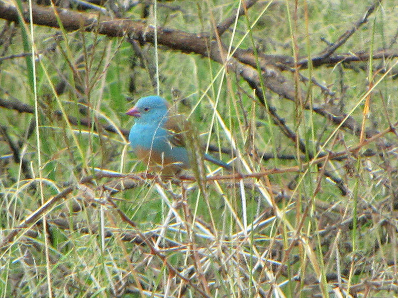Uraeginthus cyanocephalus