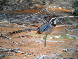 Uratelornis chimaera