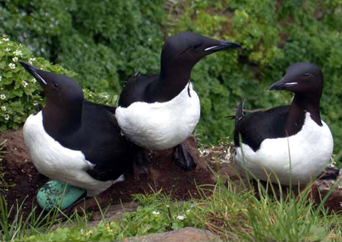 Uria lomvia