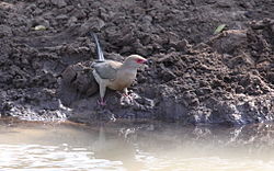 Urocolius indicus