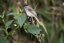 Uromyias agraphia
