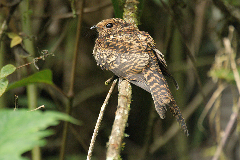 Uropsalis segmentata