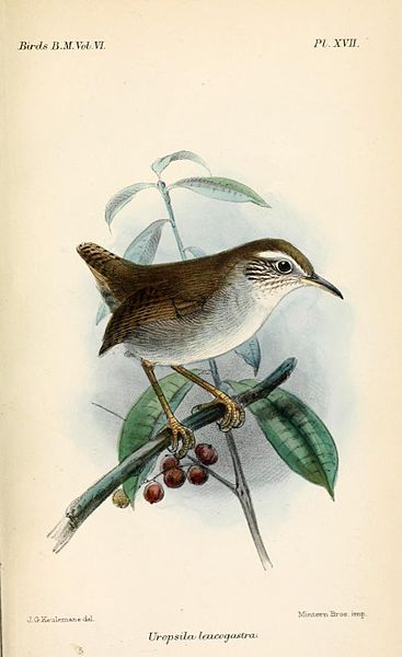 Uropsila leucogastra