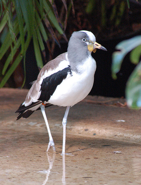 Vanellus albiceps