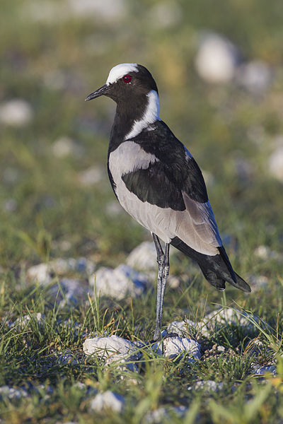 Vanellus armatus