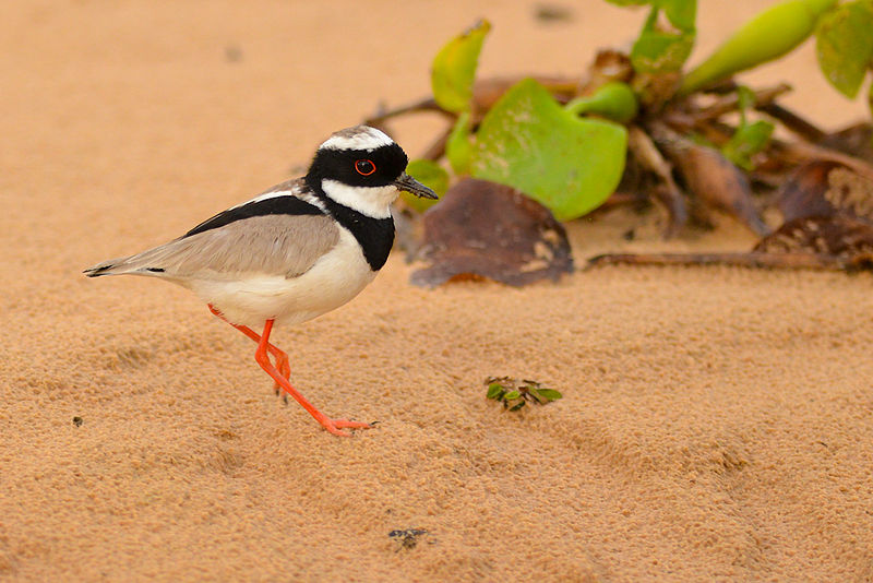 Vanellus cayanus