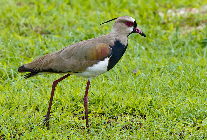 Vanellus chilensis