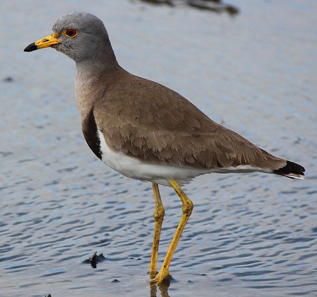 Vanellus cinereus