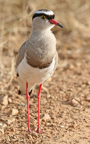 Vanellus coronatus